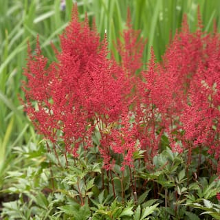 VAN ZYVERDEN Astilbe Red Sentinel Roots (Set of 5) 83831