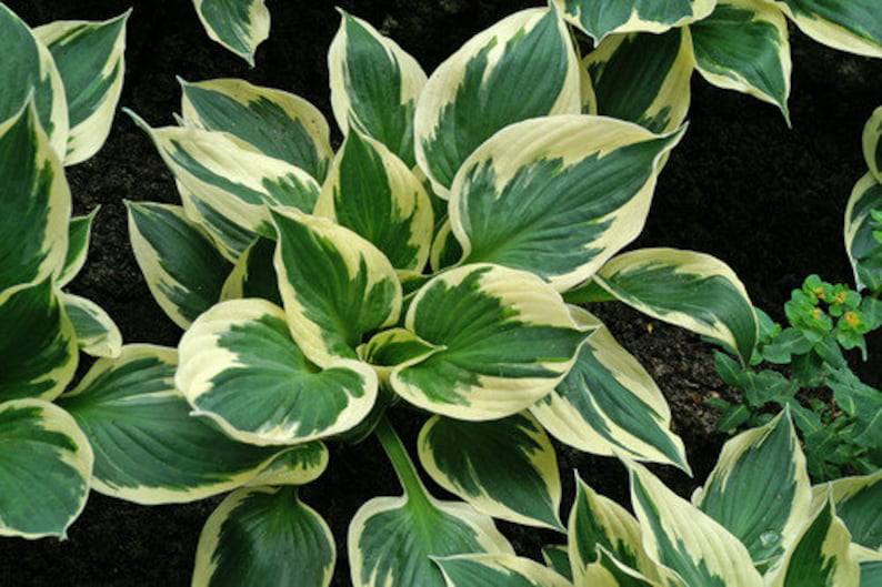 3 Patriot Hosta Plants in 3.5 inch cups