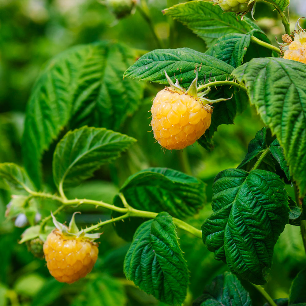 Golden Raspberry