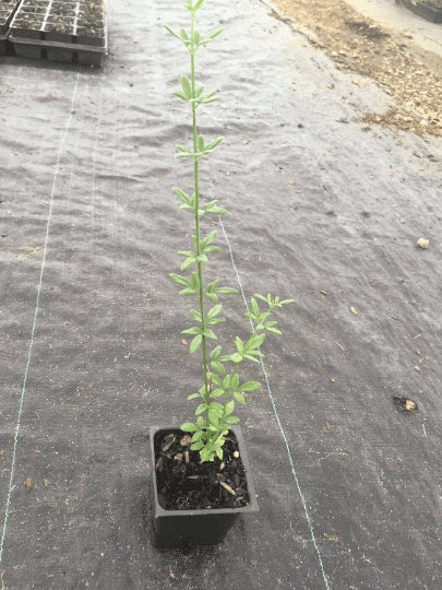 3 Winter Jasmine in 3.5 inch pots