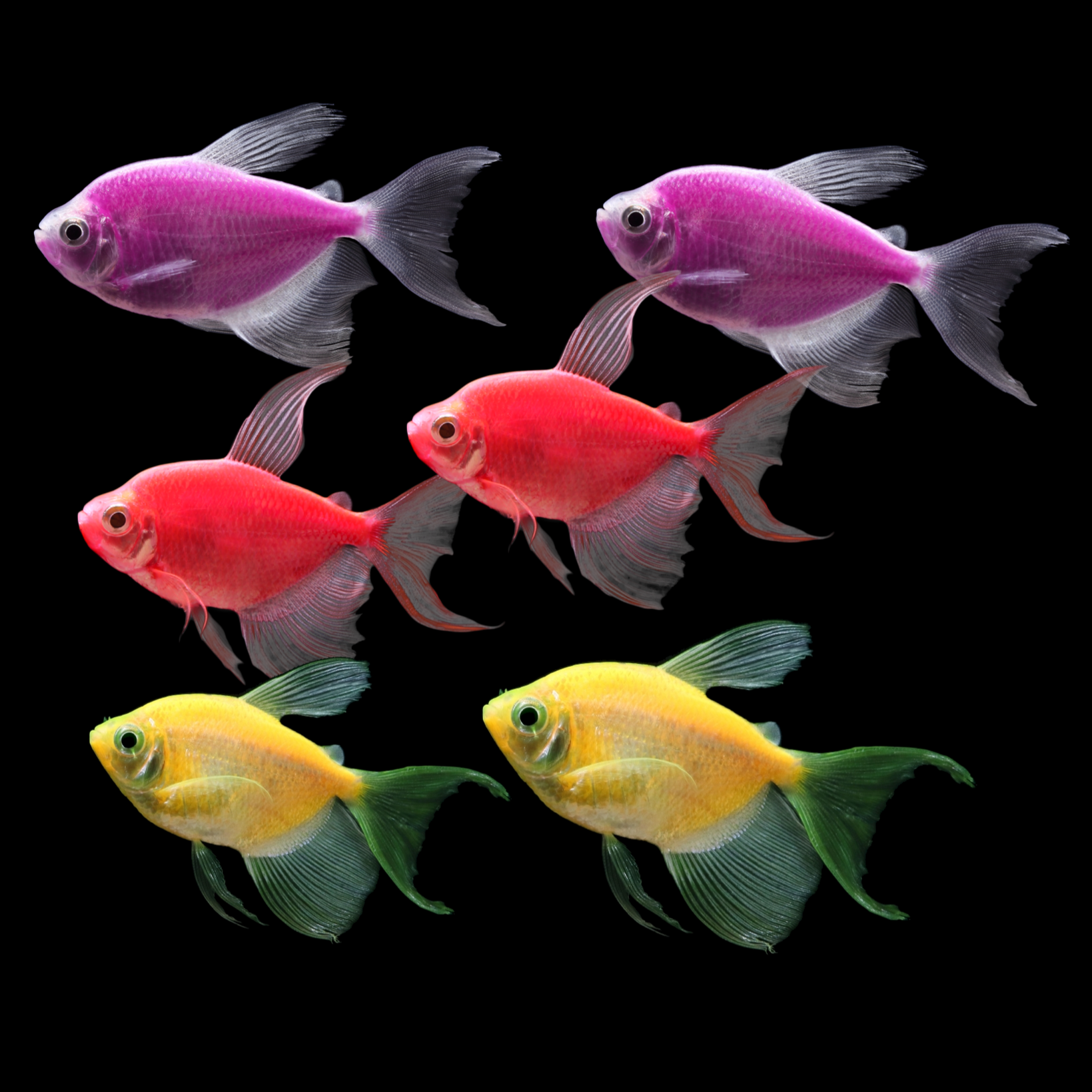 GloFish®Long-Fin White Skirt Tetra Sunset 6ct Live Fish Assortment