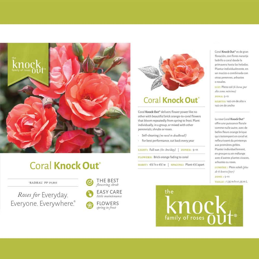 KNOCK OUT 1 Gal. Coral Knock Out Rose Bush with Orange-Pink Flowers and Rich Green Foliage 13157