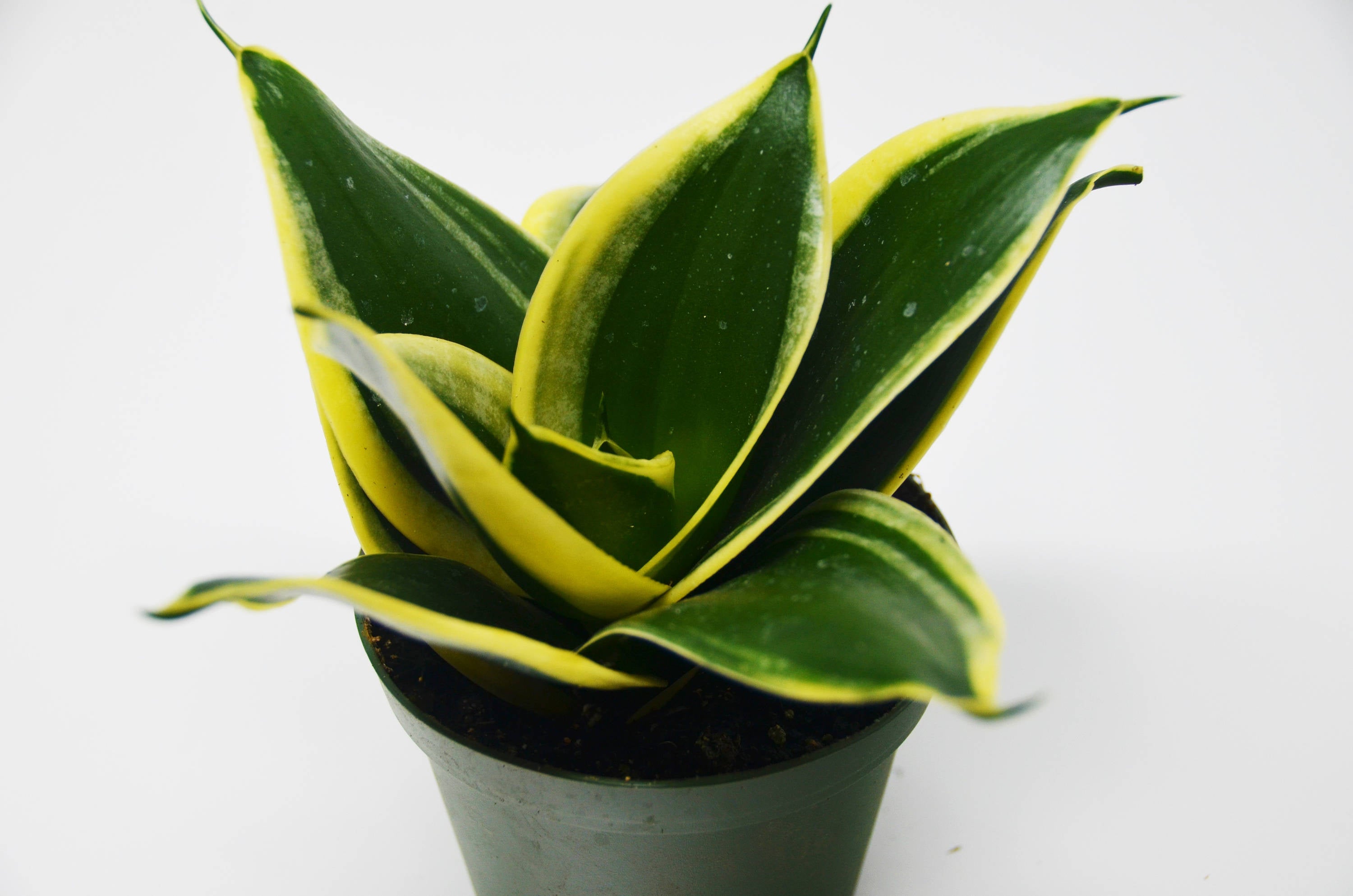 Snake Plant in Pot (Sansevieria) 'Black Gold' / 4