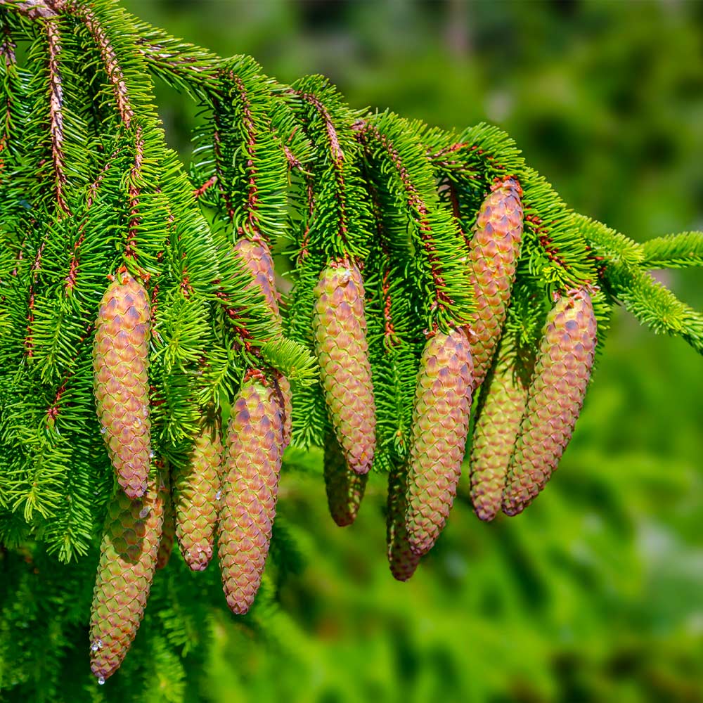 Norway Spruce Tree