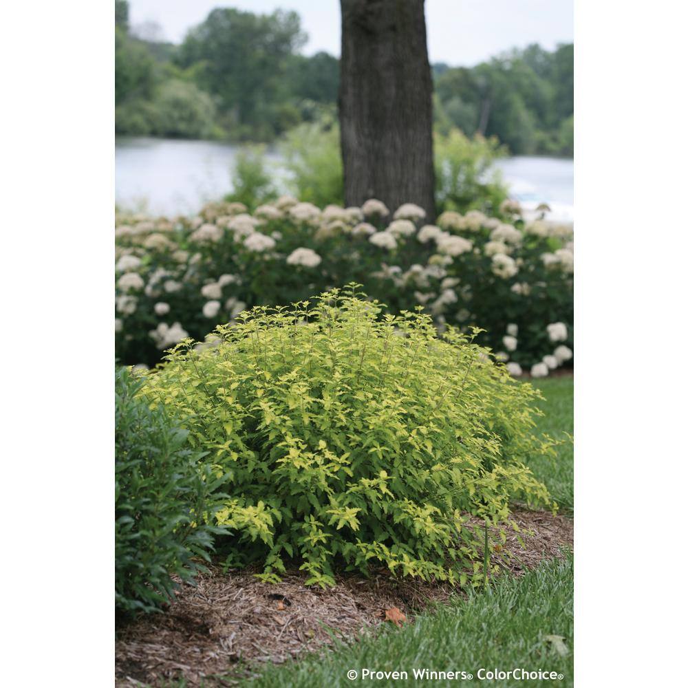 PROVEN WINNERS 4.5 in. qt. Sunshine Blue II Bluebeard (Caryopteris) Live Shrub Blue Flowers and Bright Yellow Foliage CARPRC1067800