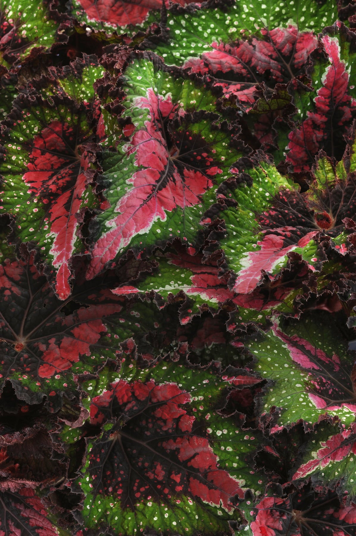 6 In. Jurassic Watermelon Rex Begonia - 2 Piece