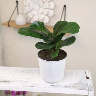 ALTMAN PLANTS Decorative Fiddle-Leaf Fig (Ficus Lyrata) Houseplant Indoor Plant Gift in 4.25 in. White Pot 0873201