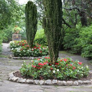 national PLANT NETWORK 2.25 Gal. Holly Sky Pencil Shrub HD7140