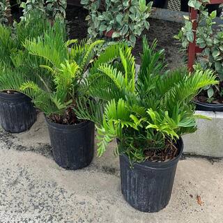OnlinePlantCenter Coontie Cycad (Zamia) Shrub in 10 in. Black Nursery Pot C800G3