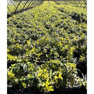 2.25 Gal. Euonymus Fortuni 'Moonshadow' Wintercreeper With Bright Foliage (1-Each) O233203
