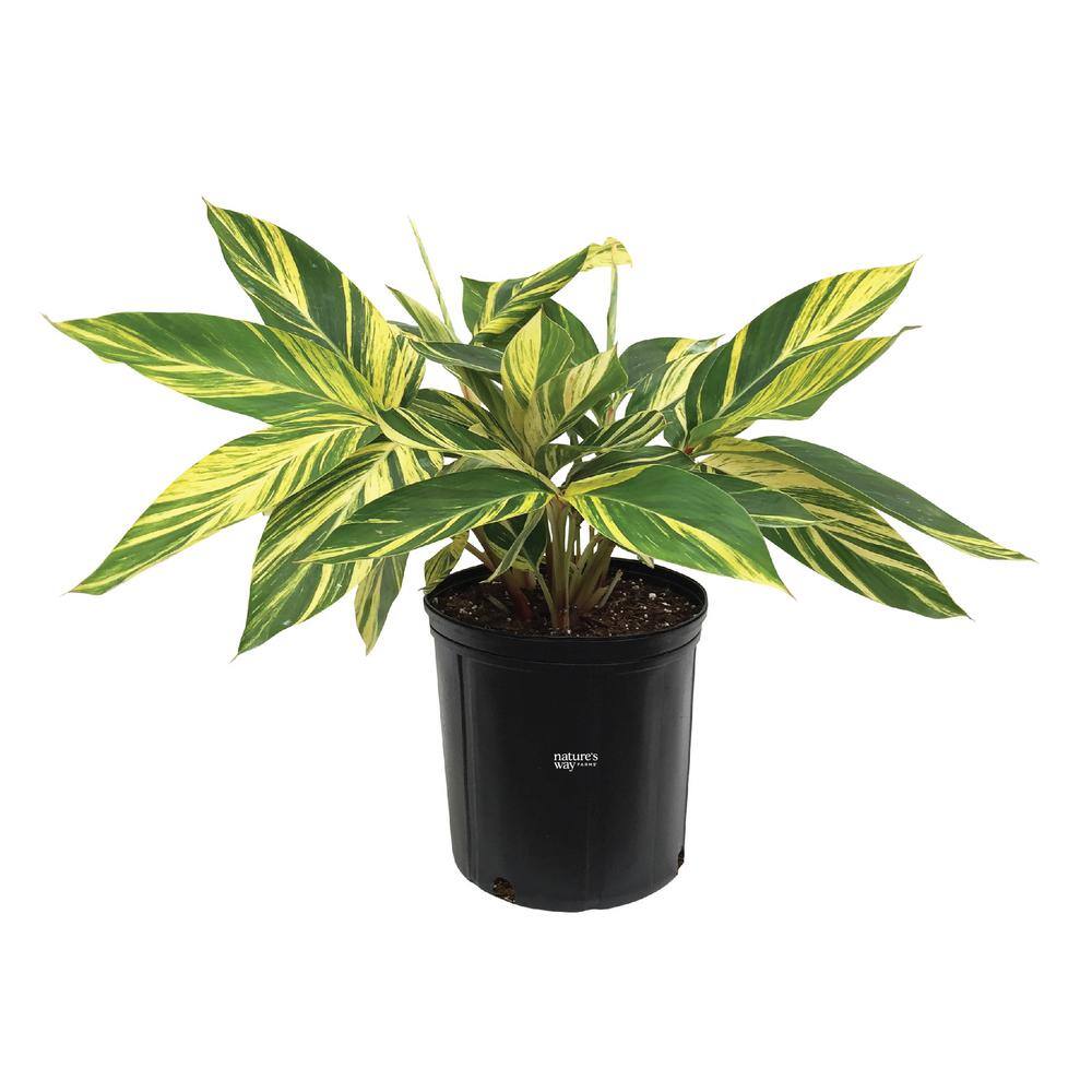 NATURE'S?WAY FARMS Ginger Variegated Live Outdoor Plant in Growers Pot Avg Shipping Height 2 ft. to 3 ft. Tall 4000