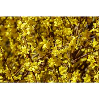 Online Orchards 1 Gal. Lynnwood Gold Forsythia Shrub With Early Electric-Yellow Spring Flowers SBFO001