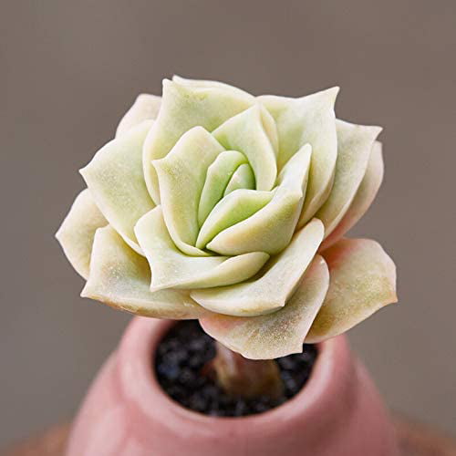 Live Succulent Plants， Echeveria Lovely Rose Fully Rooted in 2