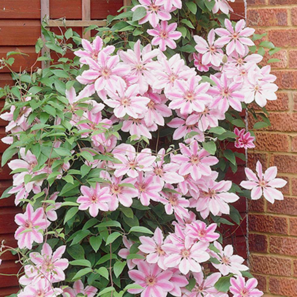 VAN ZYVERDEN Clematis Nelly Moser Plant (Set of 1 Plant) 11310