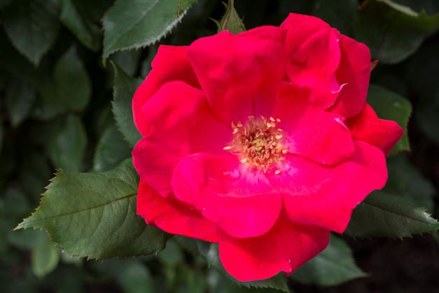 Bareroot Red Knock Out® Rose with Red Blooms - Live Plants - 2 Piece