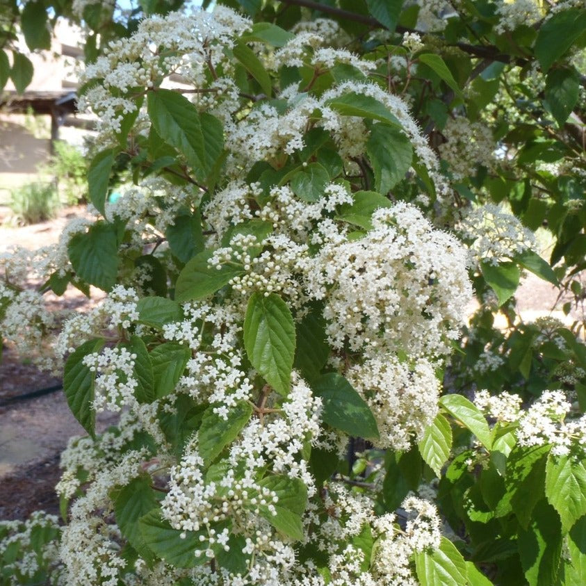 Viburnum luzonicum Shrub