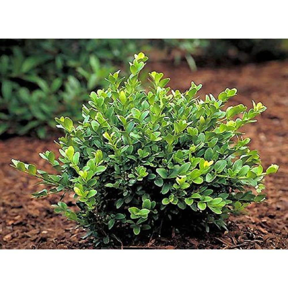 BELL NURSERY 1 Gal. Green Velvet Boxwood (Buxus) Live Evergreen Shrub BUXUS1GRE1PK