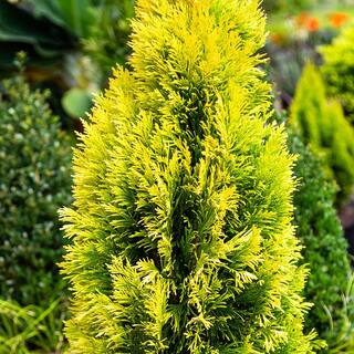 SOUTHERN LIVING 3 Gal. Forever Goldy Arborvitae Evergreen Tree with Golden-Yellow Foliage 55233