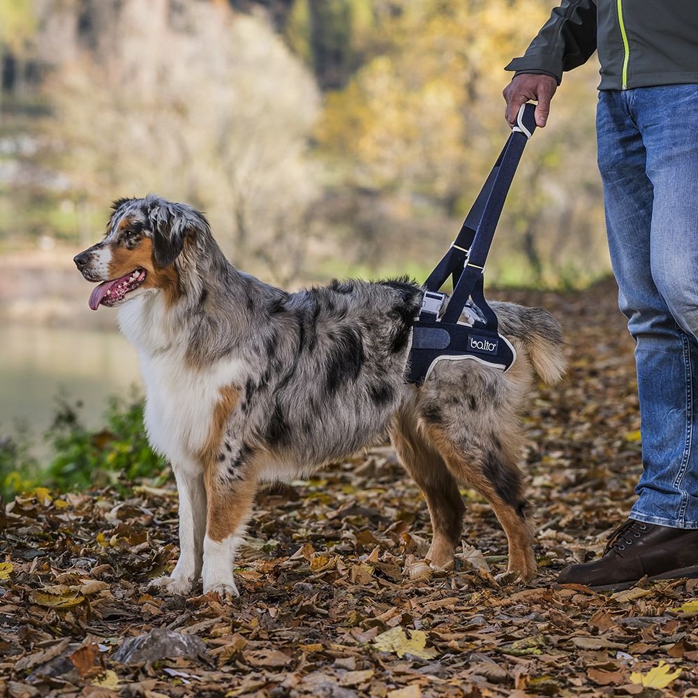 Balto Up Rear Dog Harness Support