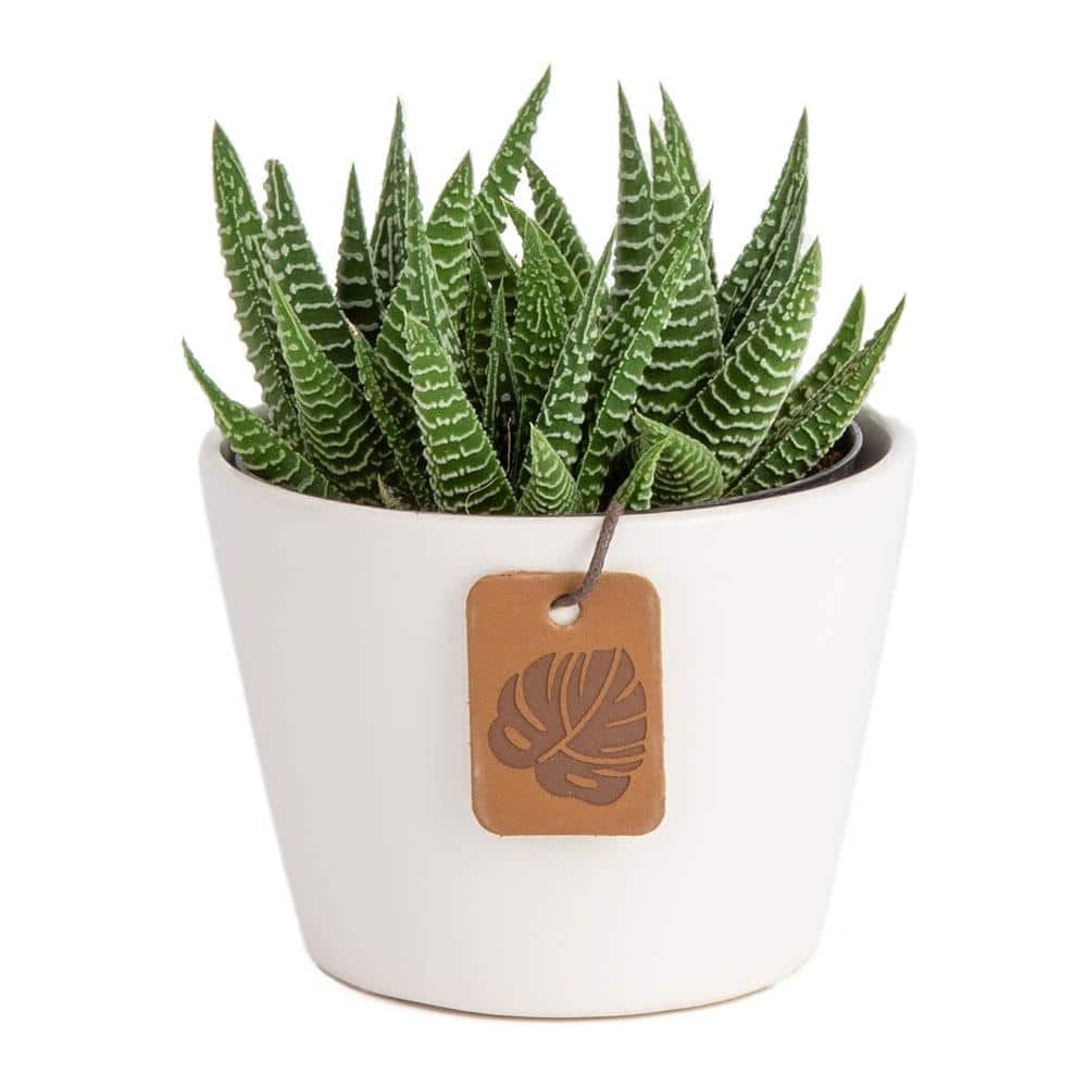 Costa Farms Haworthia Indoor Succulent Plant in 4 in. White Modern Ceramic Planter， Avg. Shipping Height 5 in. Tall 4SUCHAWMASONSEB