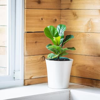 national PLANT NETWORK 5.5 in. Fiddle Leaf Fig Plant in Pot HD1006