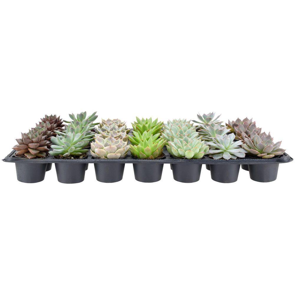 Arcadia Garden Products 2 in. Mini Succulents in Black Grower Pot (28-Pack) LV67