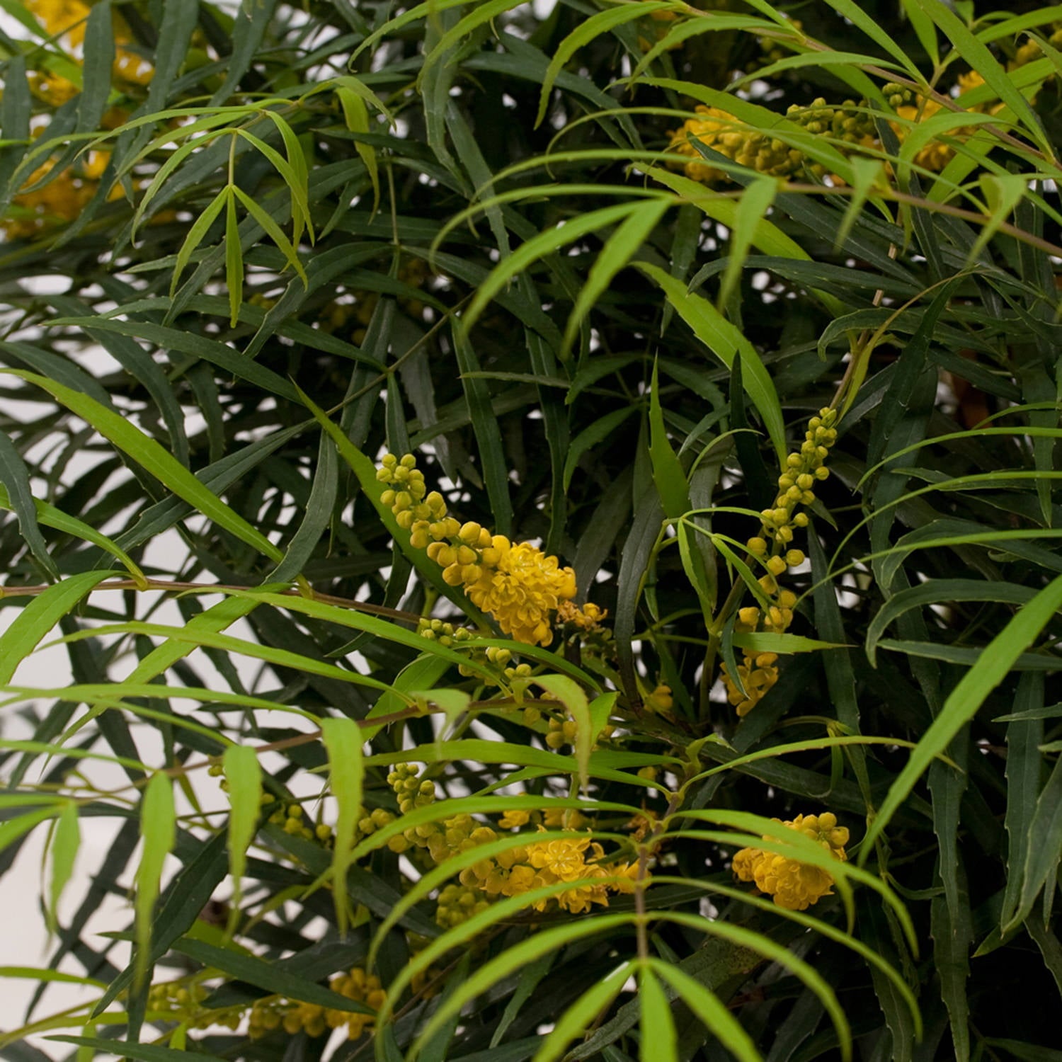 Soft Caress Mahonia (2 Gallon) Flowering Evergreen Shrub with Yellow Winter Blooms - Part Sun to Shade Live Outdoor Plant - Southern Living Plant Collection