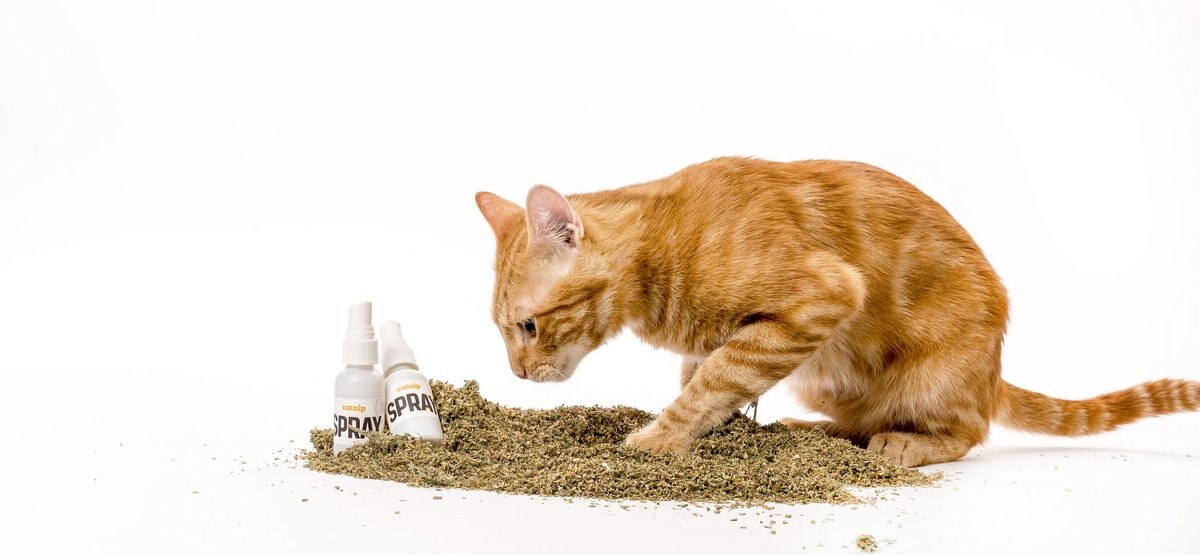 Litterbox.com Spray Catnip， 1-oz bottle