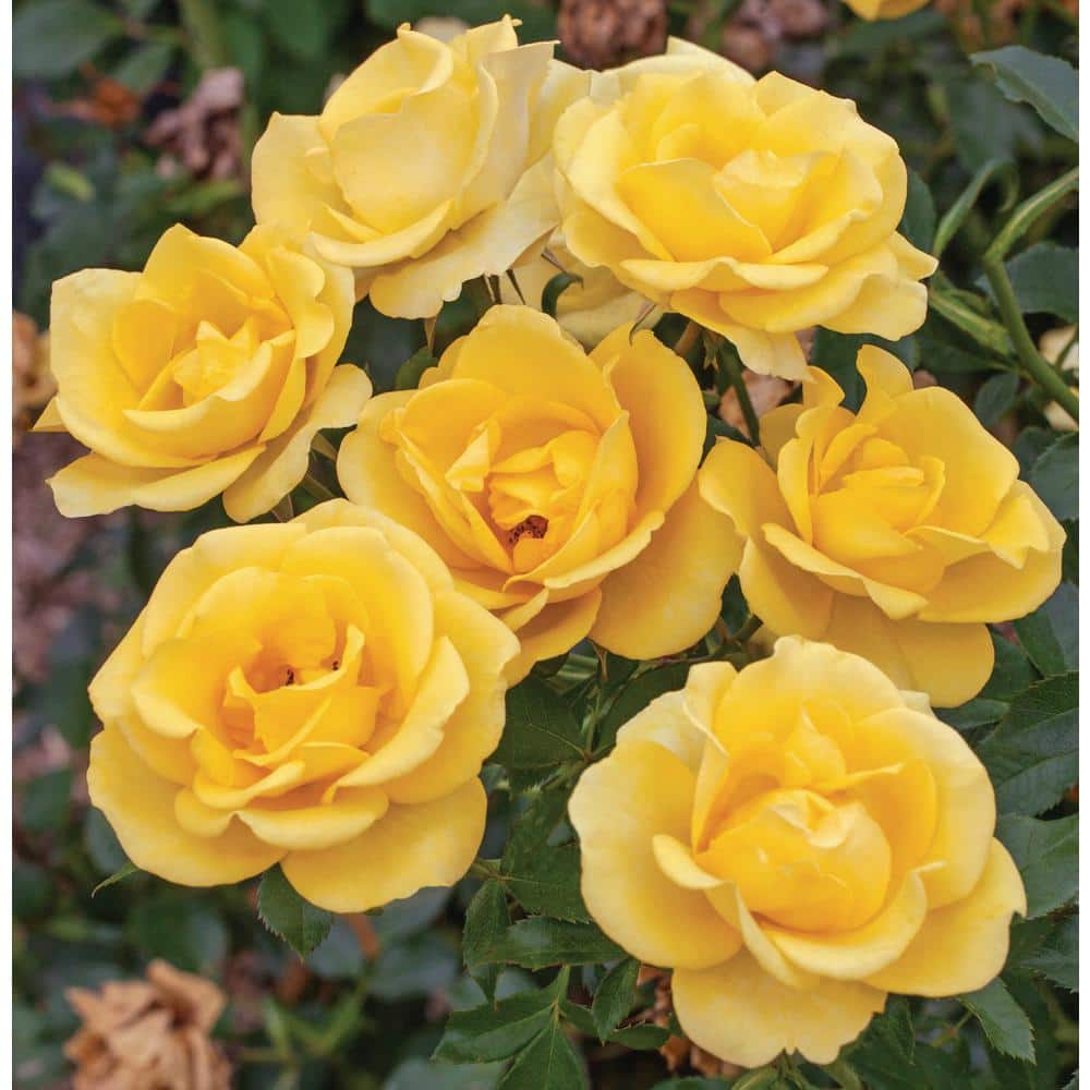 national PLANT NETWORK Bareroot Gilded Sun Floribunda Rose (2-Piece) HD1398