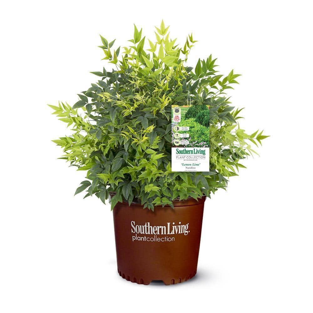 SOUTHERN LIVING 2 Gal. Lemon Lime Nandina Shrub with Lime Green Foliage 14409