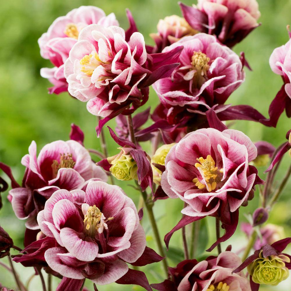 VAN ZYVERDEN Aquilegia Columbine Winky Double Red White (Set of 5 Roots) 83370