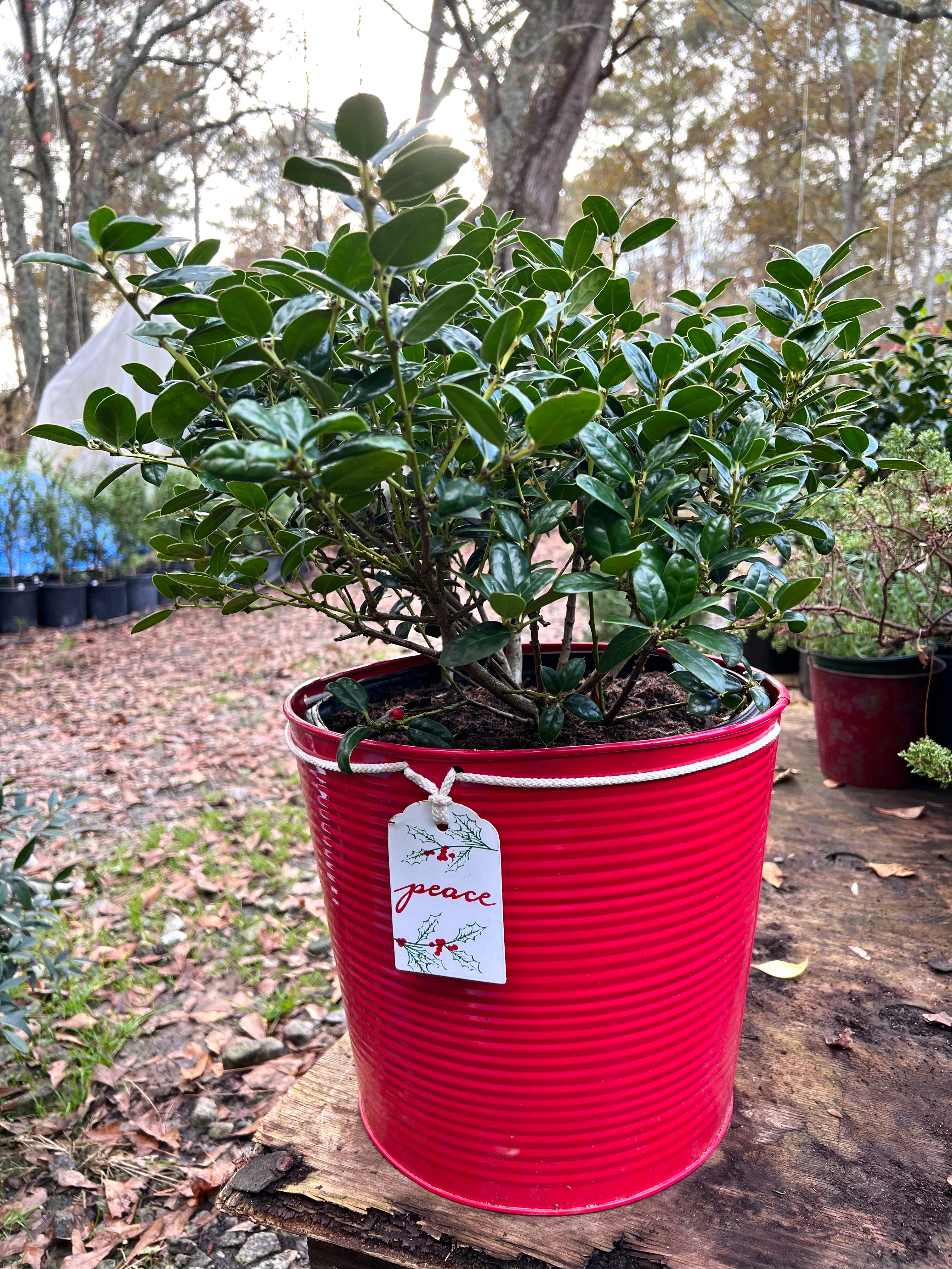 Dwarf Burford Holly