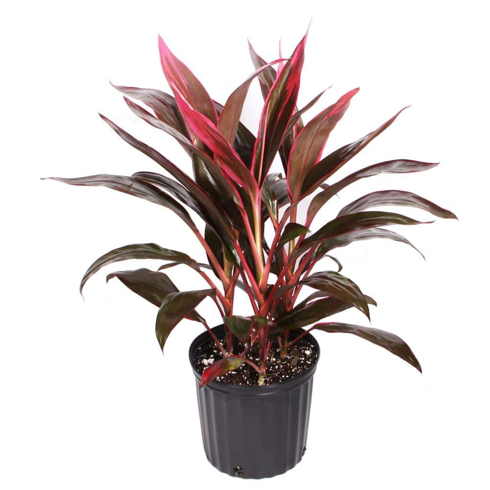 Costa Farms 10 in. Cordyine 3GC0A