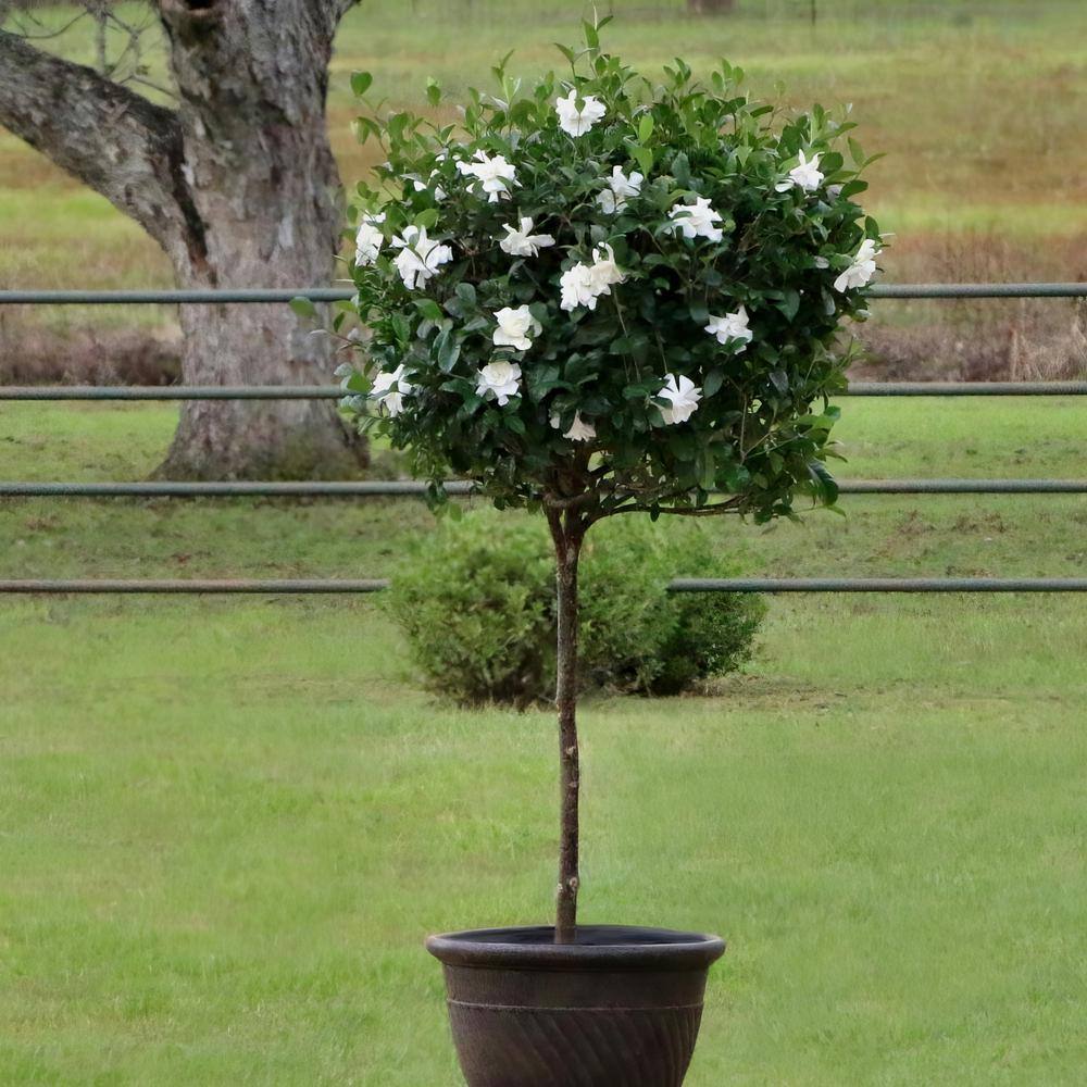 national PLANT NETWORK 3 gal. Gardenia Aimee Tree HD1891