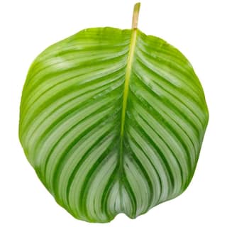 PROVEN WINNERS 7 in. PW Leafjoy Orbifolia Calathea Live Indoor Plant in Seagrass Pot PWORC7SEA1PK