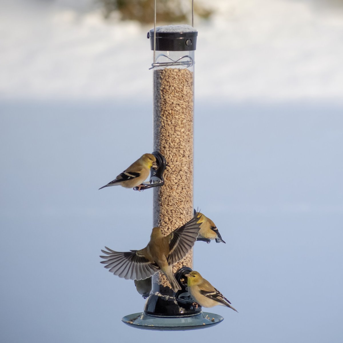 Droll Yankees Onyx Clever Clean Sunflower or Mixed Seed Bird Feeder， 18-in