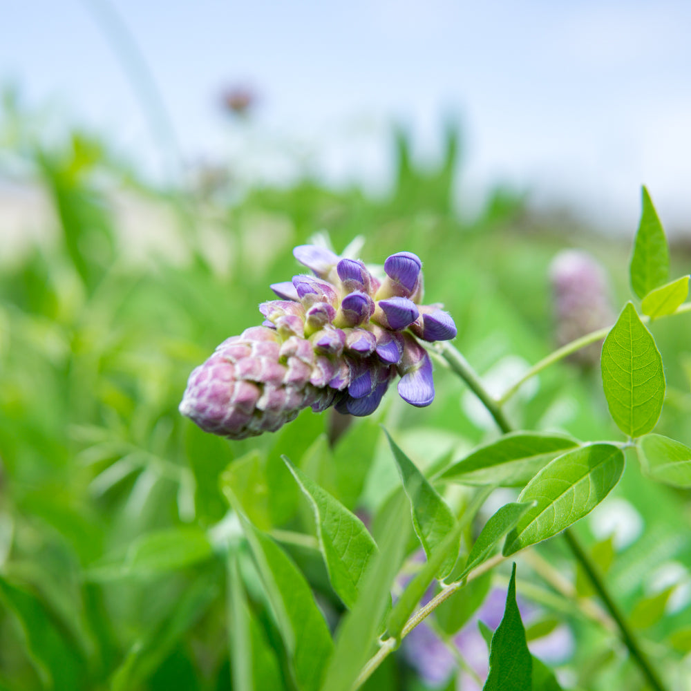 Amethyst Falls Purple Wisteria in 1 Gal. Grower's Pot - Purple Blooms - Perfect For Trellis or Arbor