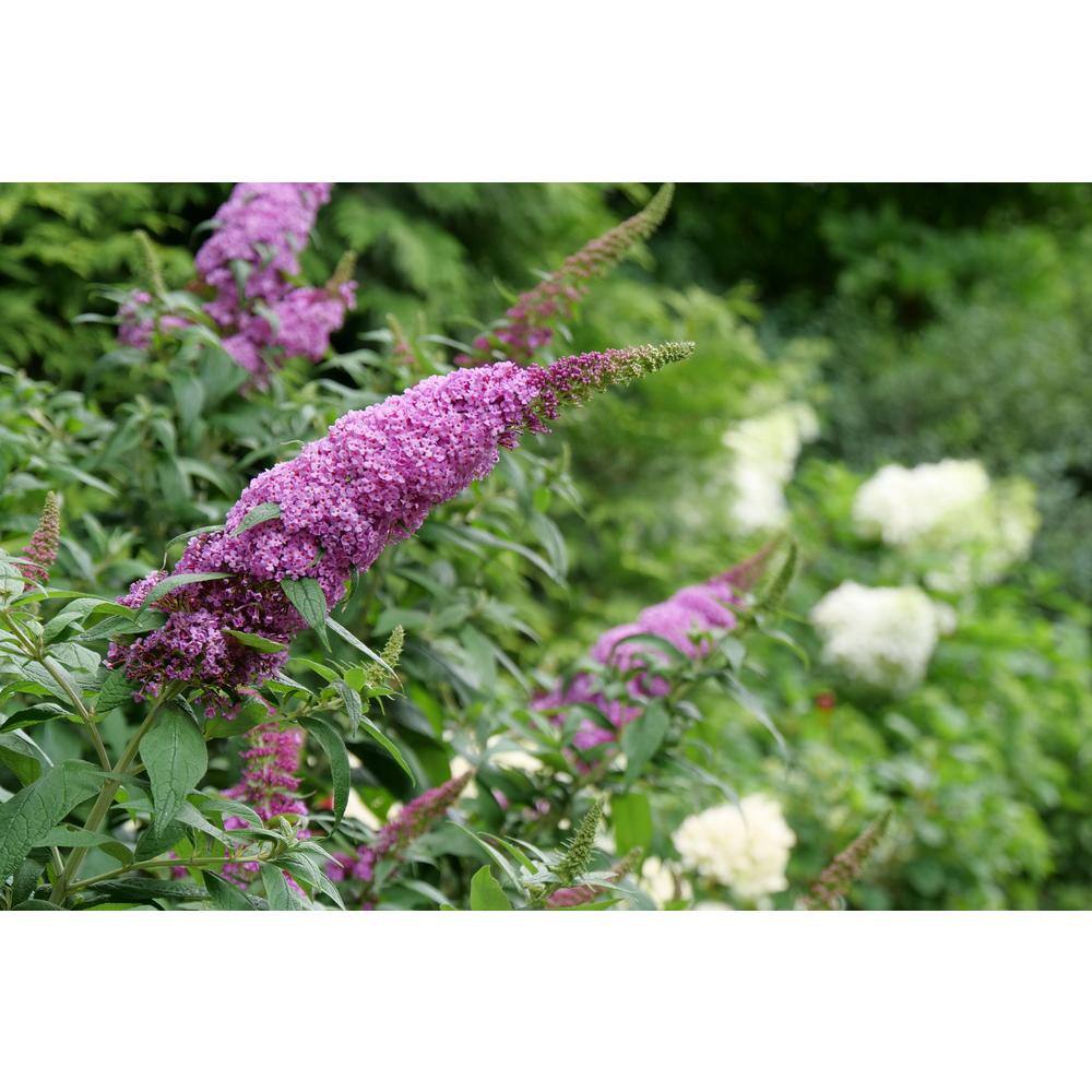PROVEN WINNERS 4.5 in. qt. Pugster Pinker Butterfly Bush (Buddleia) Live Plant Shrub Pink Flowers BUDPRC1457800
