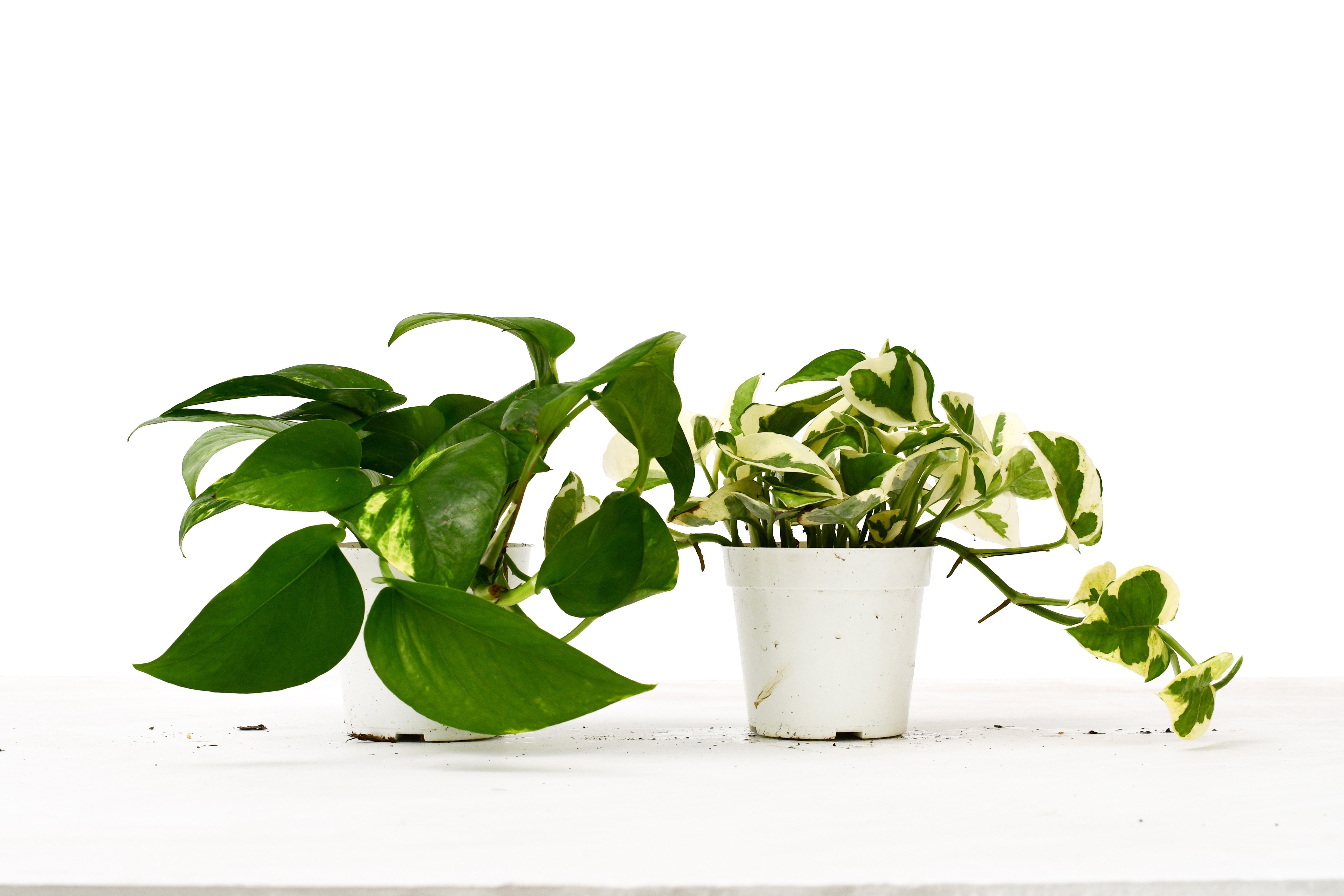 2 Pothos Variety Pack / 4