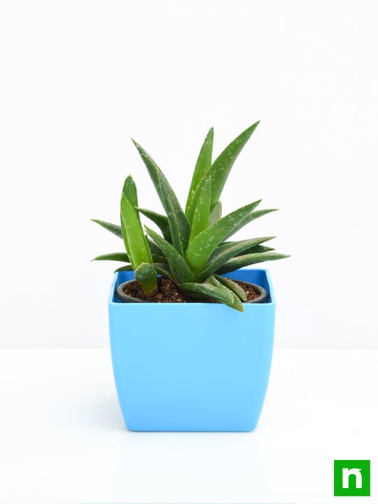 Aloe barbadensis vera - Succulent Plant