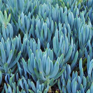 SMART PLANET 1 Gal. Senecio Mandraliscae Blue Chalk Sticks in Grow Pot Single 0880119