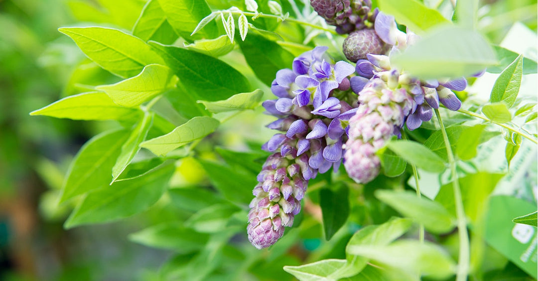 Amethyst Falls Purple Wisteria in 1 Gal. Grower's Pot - Purple Blooms - Perfect For Trellis or Arbor