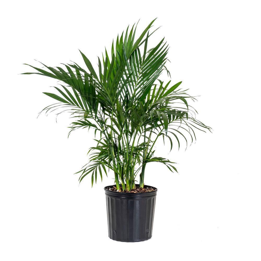 United Nursery Cat Palm Chamaedorea cataractarum Plant in 9.25 inch Grower Pot 20132