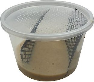 ABDragons Hornworm Food， 1-cup