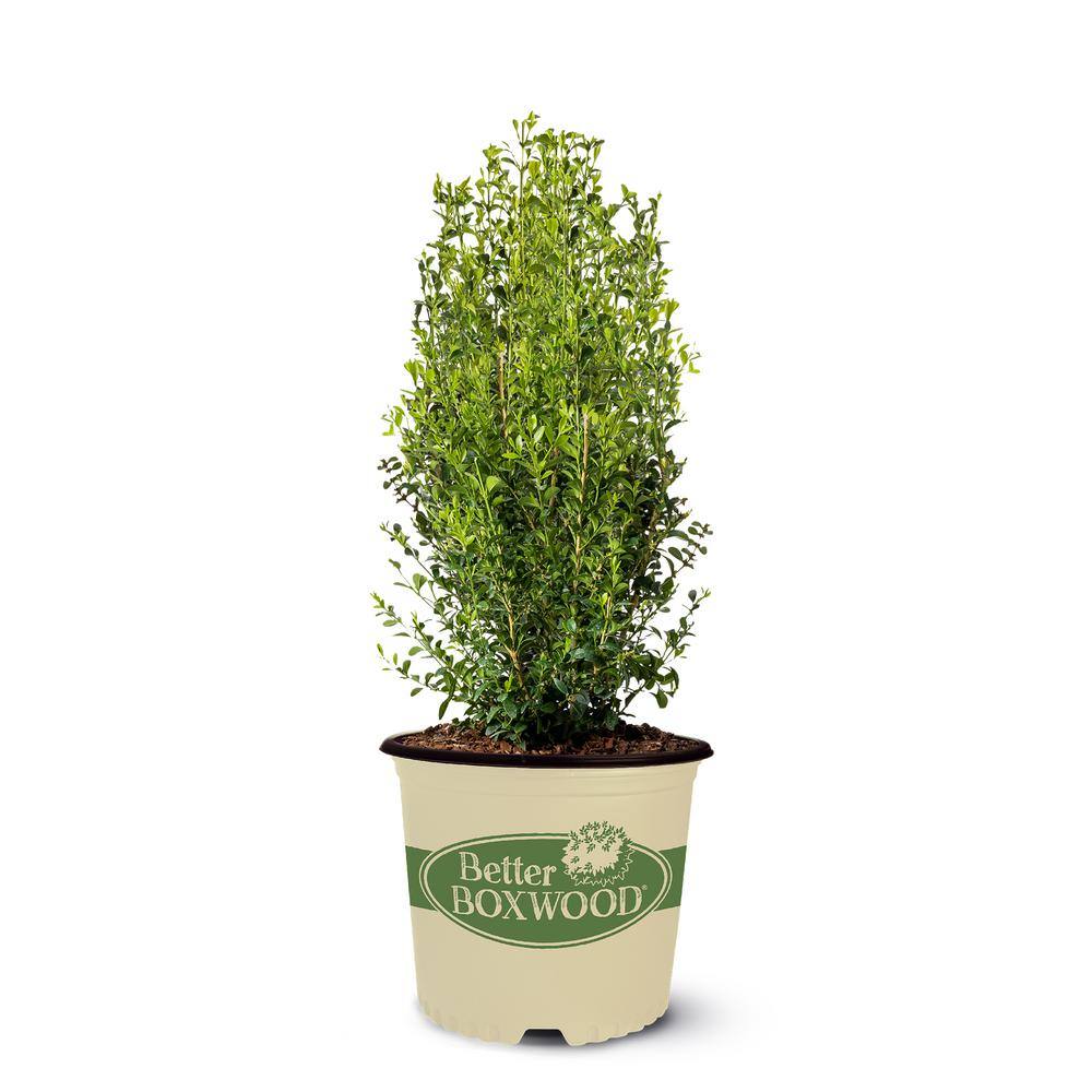 BETTER BOXWOOD 2 Gal. Heritage Boxwood Shrub 18193
