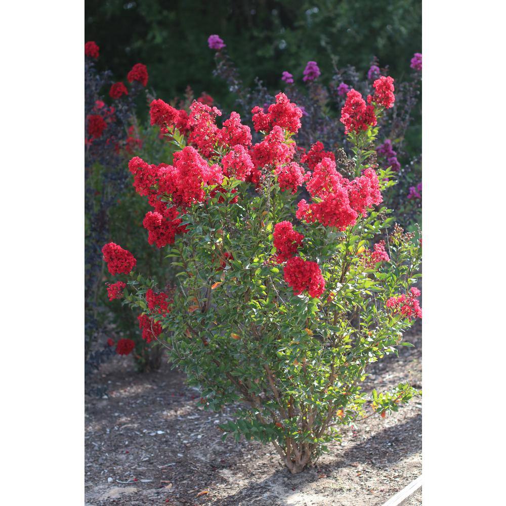 SEASON TO SEASON 2G Red Garnet Queen Crape Myrtle Tree 17683