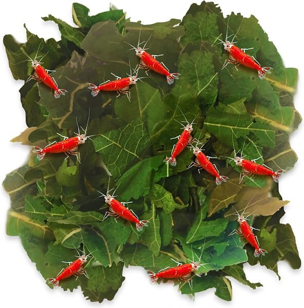 SunGrow Mulberry Leaves Shrimp Food