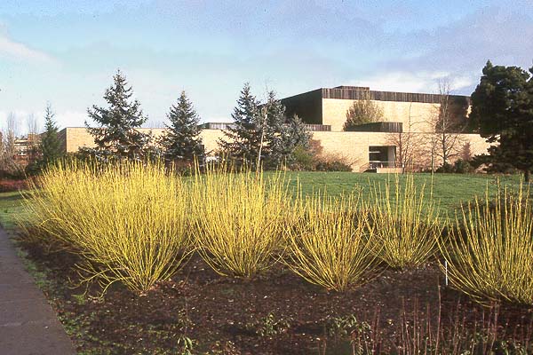 Yellow Twig Dogwood Tree