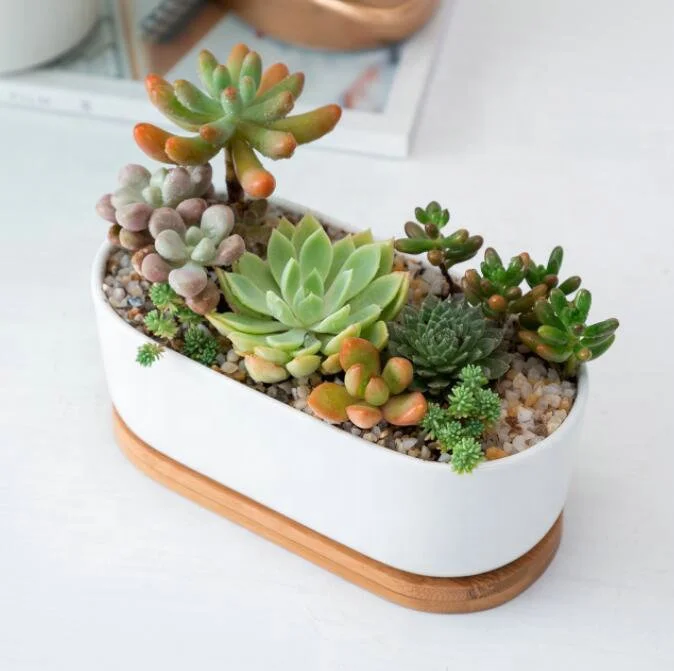 HOT Flower Planter Pot Succulent Cactus Oval Ceramic with Bamboo Tray Wholesale White 6.7 Inch POTTERY Flower/green Plant Glazed