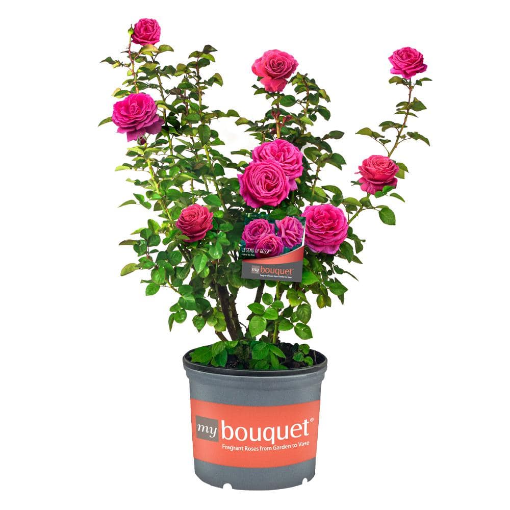 My Bouquet 2 Gal. Legend Of Rossi Rose with Hot Pink Flowers 17551